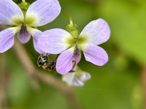 Viola diffusa