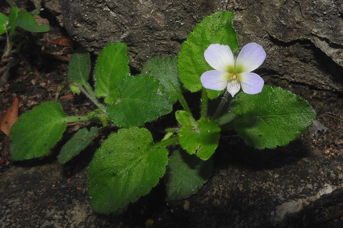 Viola diffusa
