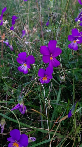Viola elegantula