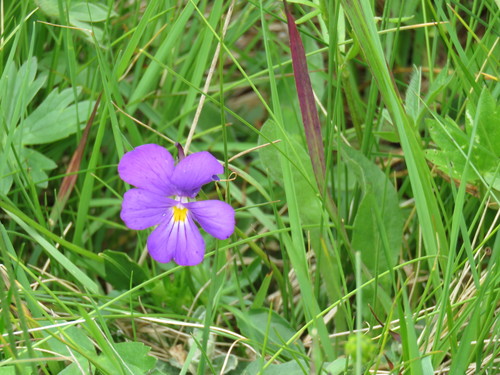 Viola elegantula
