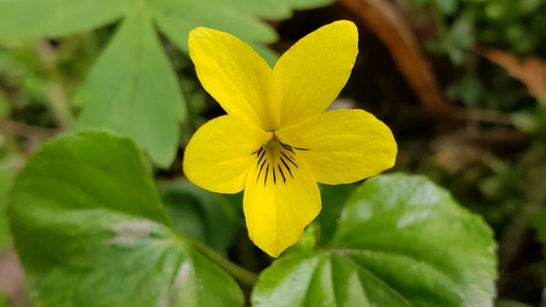 Viola glabella