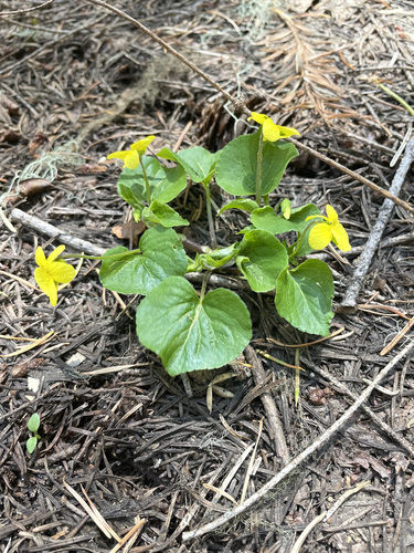 Viola glabella