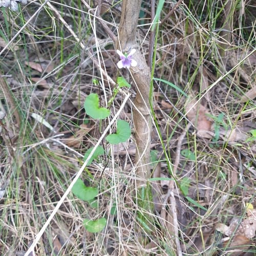 Viola hederacea