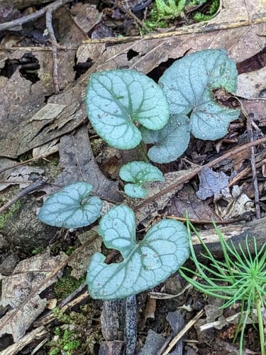 Viola hirsutula
