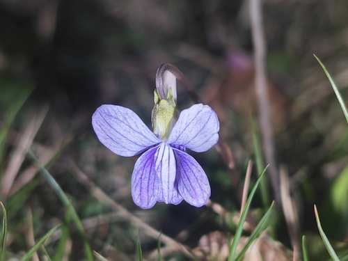 Viola inconspicua