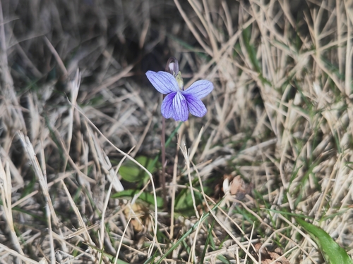 Viola inconspicua