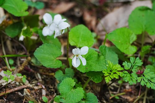 Viola keiskei