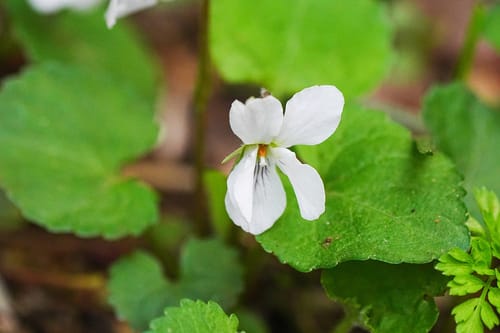 Viola keiskei