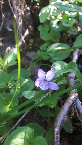Viola langsdorffii