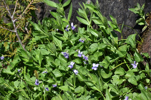 Viola langsdorffii