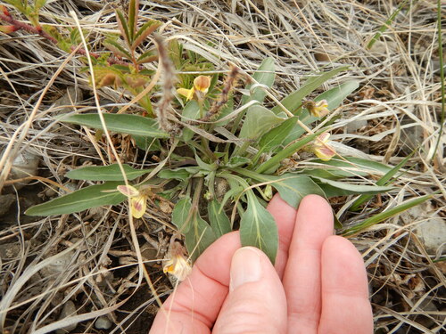 Viola nuttallii