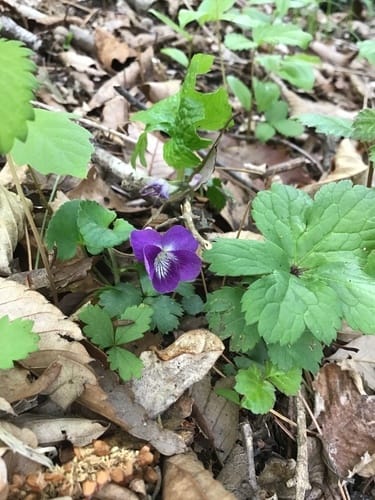 Viola obtusa
