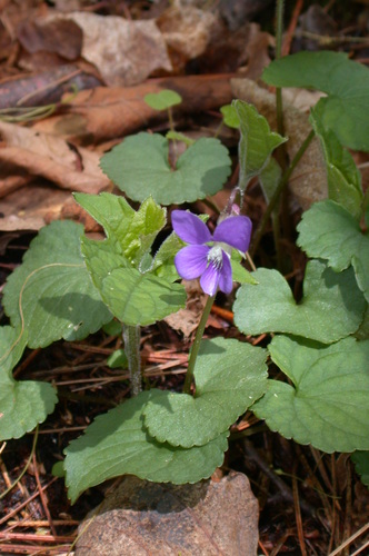 Viola palmata