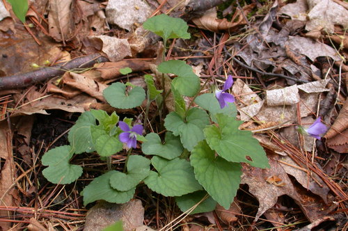 Viola palmata