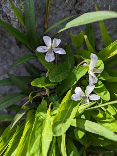 Viola patrinii