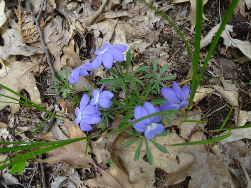 Viola pedata