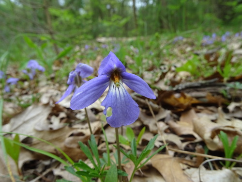 Viola pedata