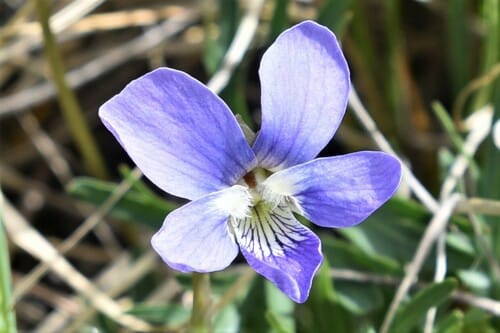 Viola pedatifida