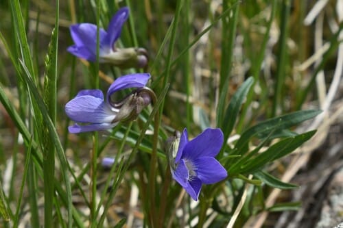 Viola pedatifida