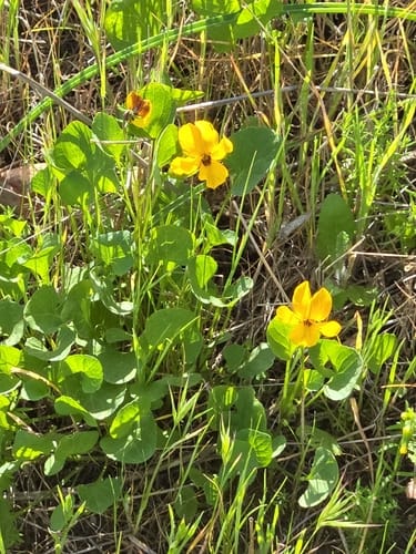 Viola pedunculata