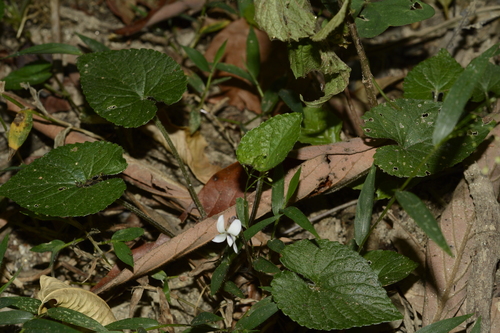 Viola pilosa