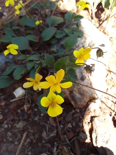 Viola purpurea
