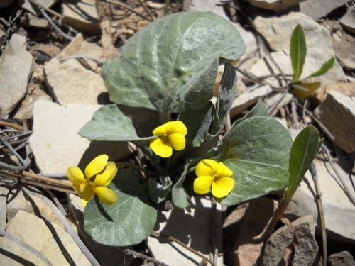 Viola purpurea