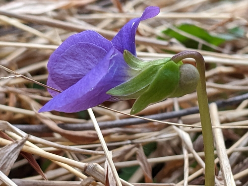 Viola sororia