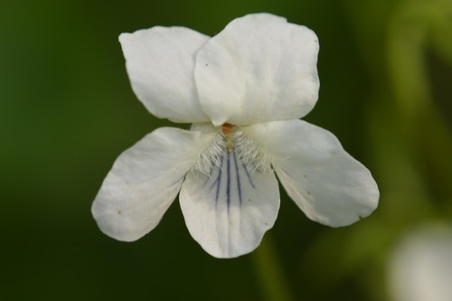 Viola striata