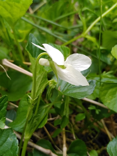 Viola striata