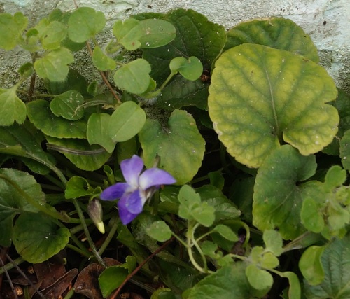 Viola suavis