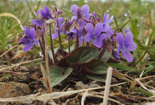 Viola variegata