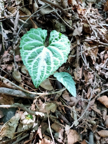 Viola variegata