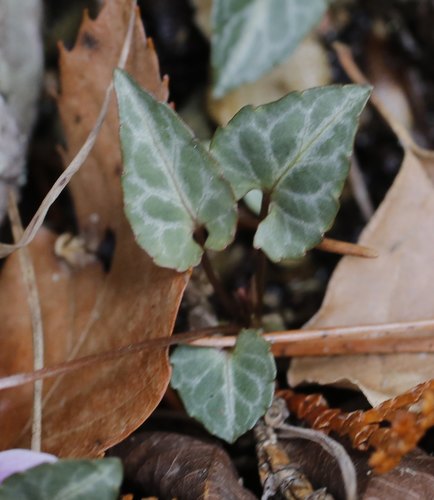 Viola violacea