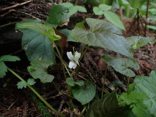 Viola yezoensis