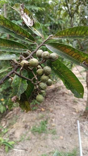 Virola carinata