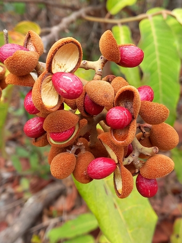 Virola sebifera