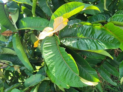 Vismia macrophylla
