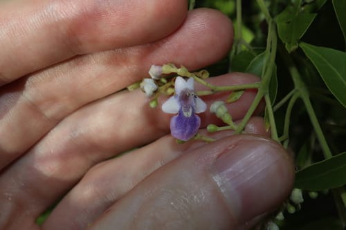 Vitex acuminata