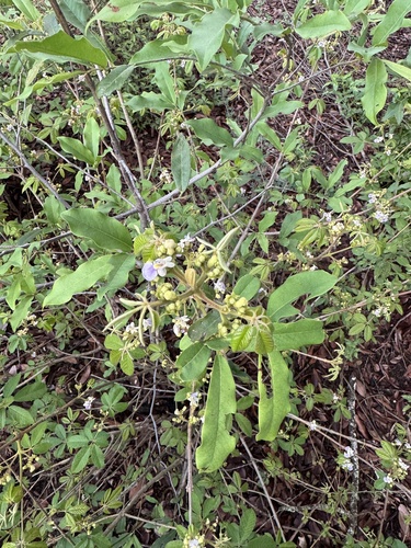Vitex amaniensis