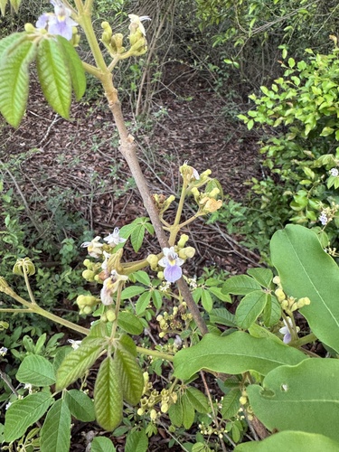 Vitex amaniensis