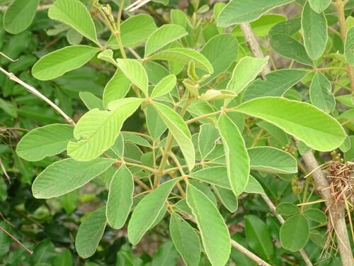 Vitex chrysocarpa
