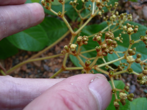 Vitex congolensis