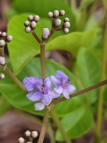 Vitex cooperi
