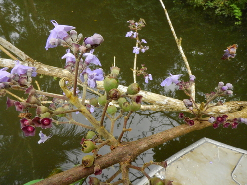 Vitex cymosa