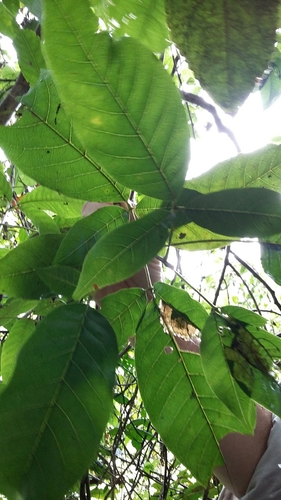 Vitex divaricata