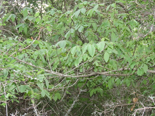 Vitex ferruginea