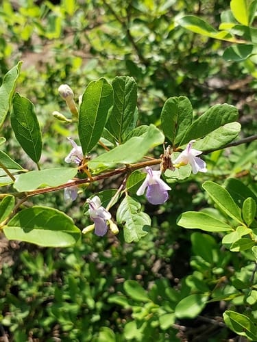 Vitex harveyana