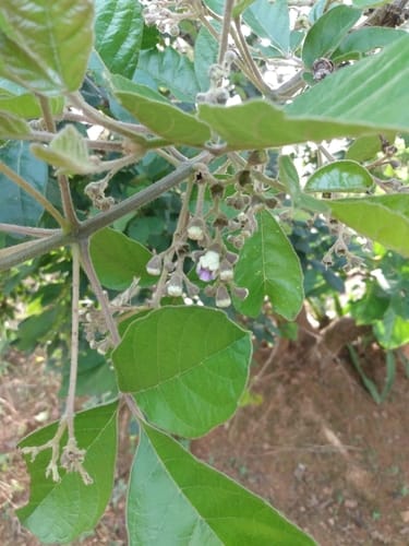 Vitex madiensis