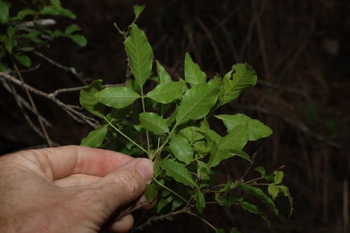 Vitex melicopea